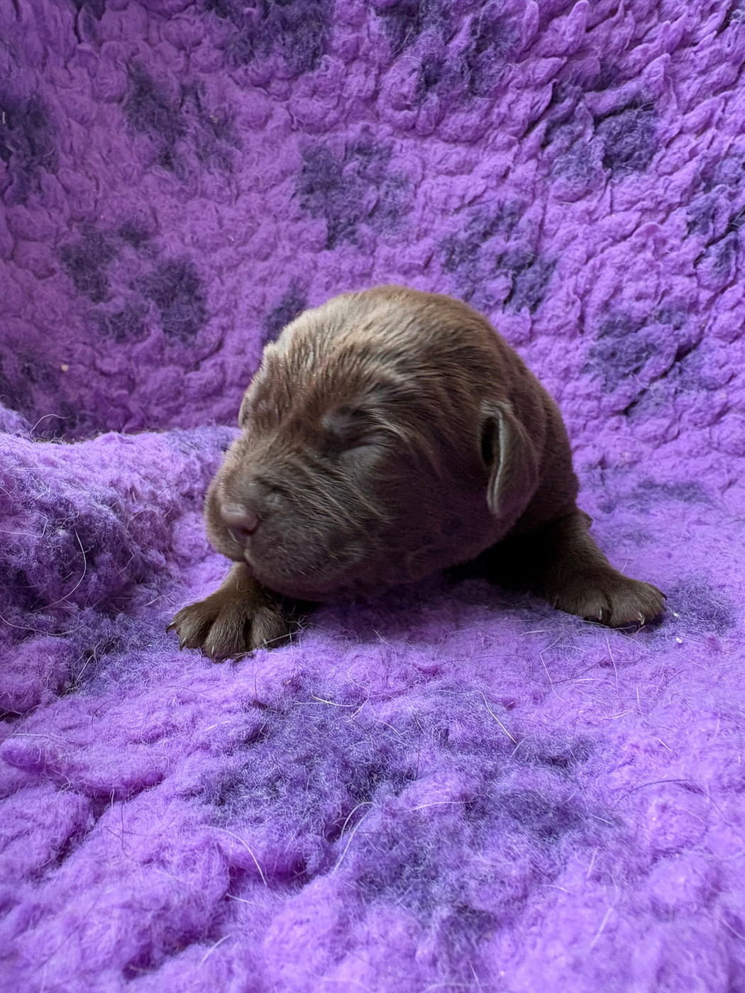 Du Domaine De Terrut - Chiots disponibles - Labrador Retriever