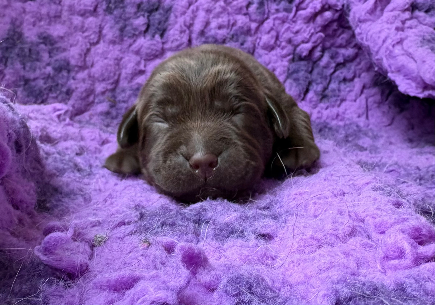 Du Domaine De Terrut - Chiots disponibles - Labrador Retriever