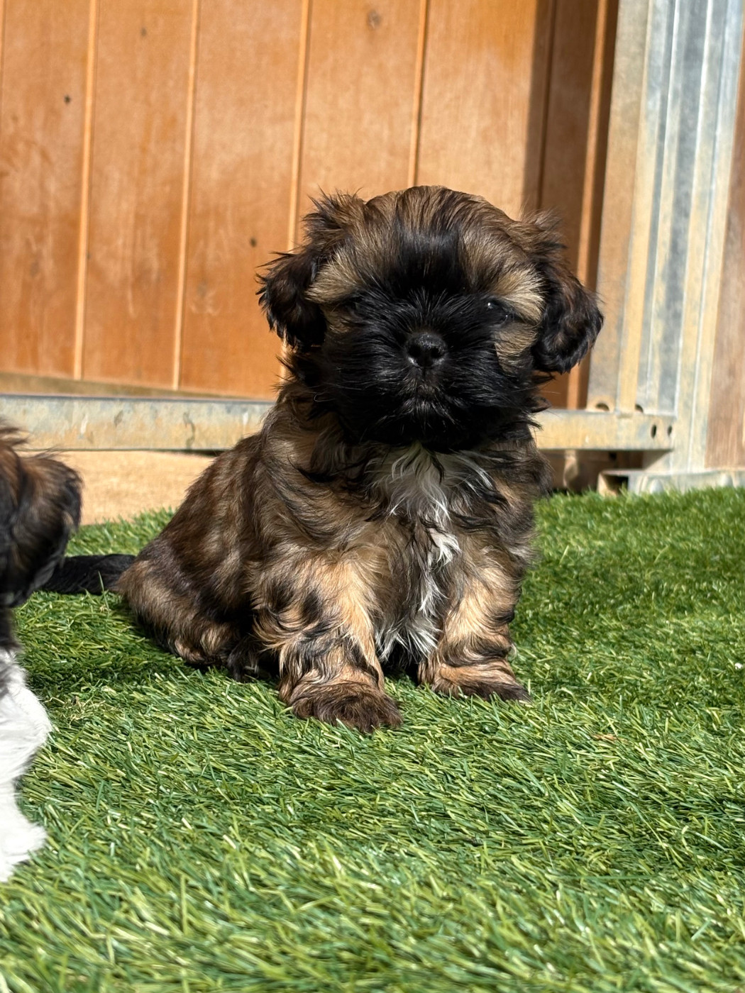 Du Domaine De Terrut - Chiots disponibles - Shih Tzu