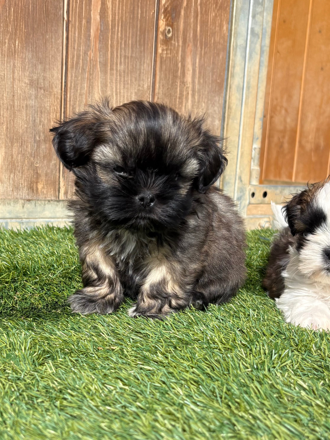 Du Domaine De Terrut - Chiots disponibles - Shih Tzu