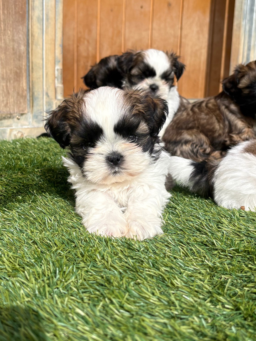 Du Domaine De Terrut - Chiots disponibles - Shih Tzu