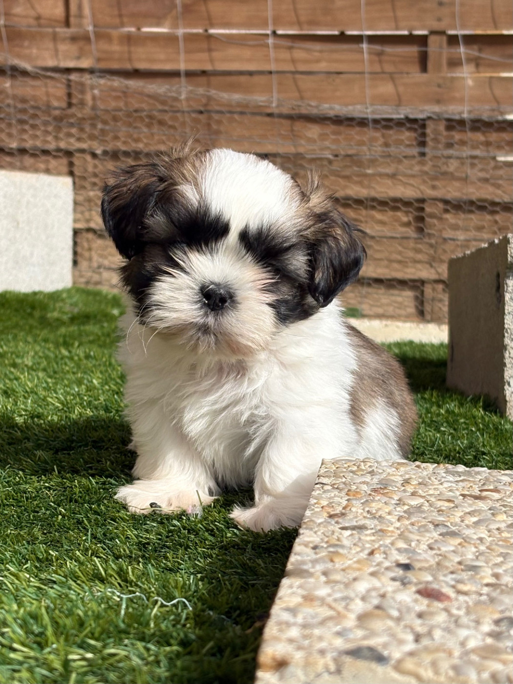 Du Domaine De Terrut - Chiots disponibles - Shih Tzu