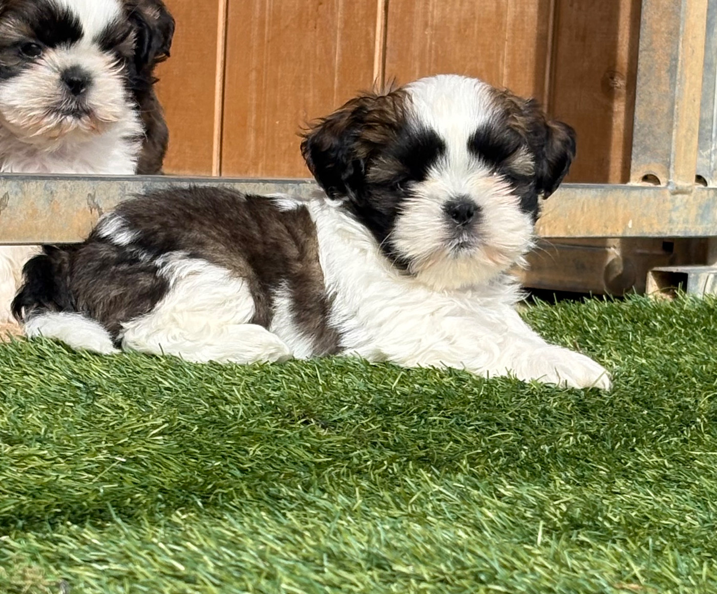 Du Domaine De Terrut - Chiots disponibles - Shih Tzu
