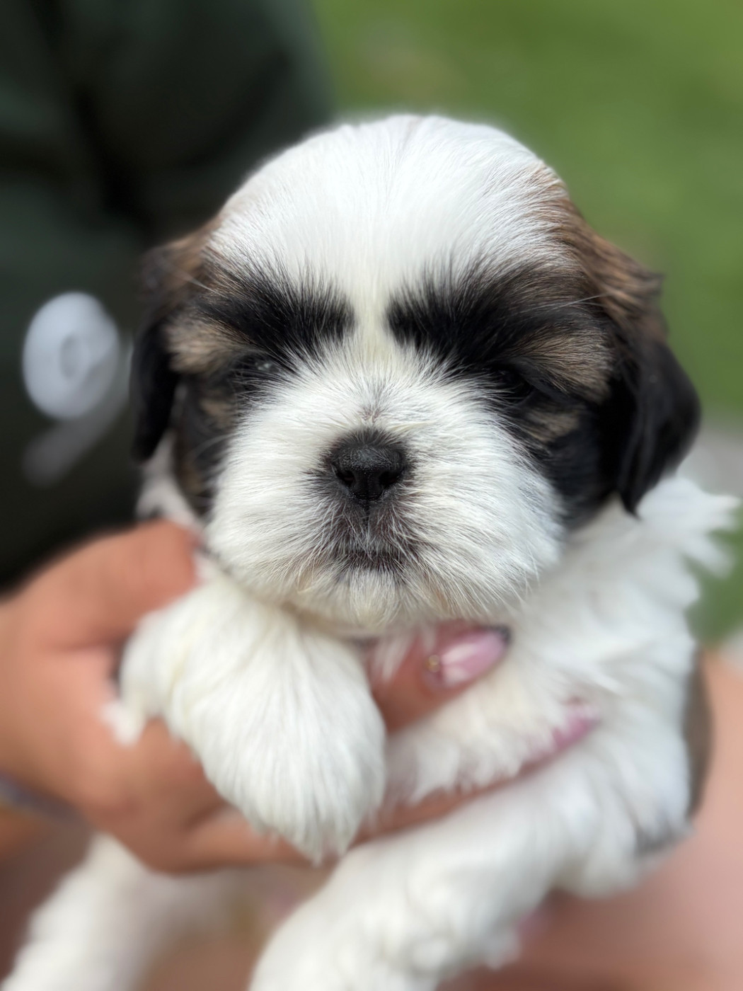 Du Domaine De Terrut - Chiots disponibles - Shih Tzu