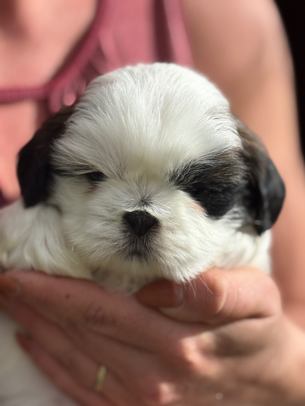 Du Domaine De Terrut - Chiots disponibles - Shih Tzu