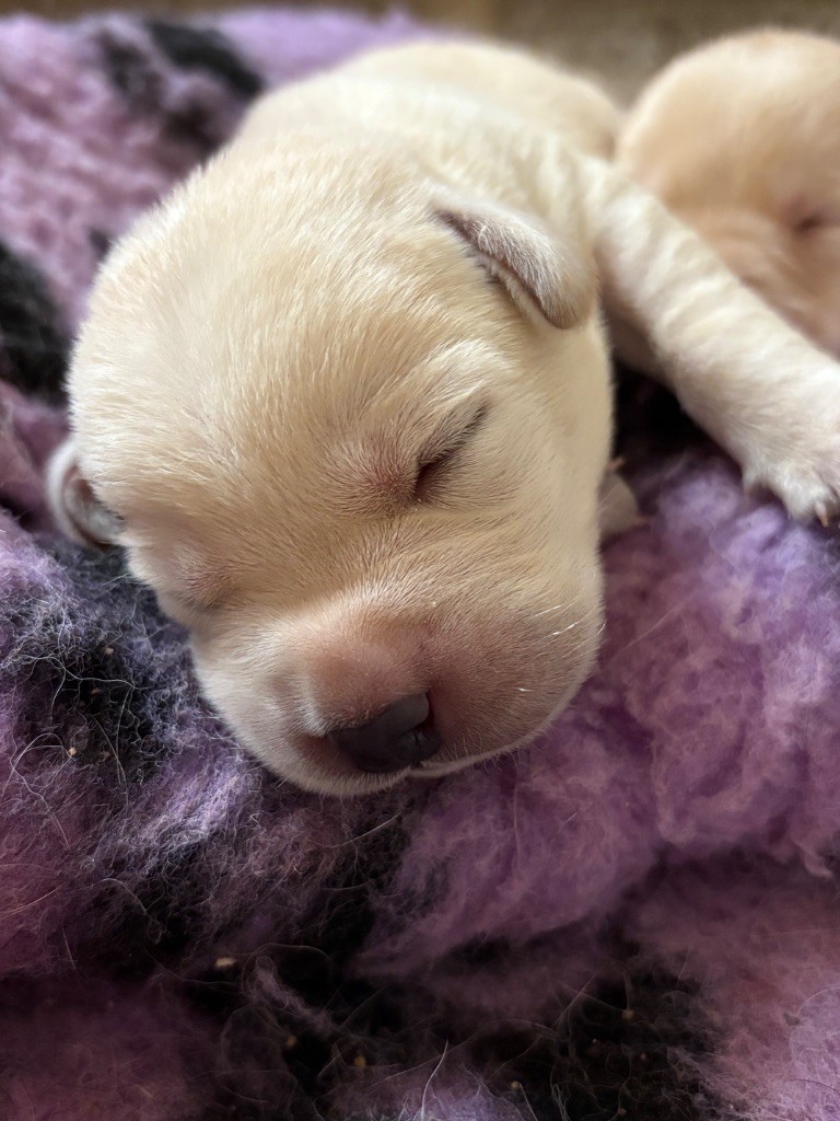 Du Domaine De Terrut - Chiots disponibles - Labrador Retriever