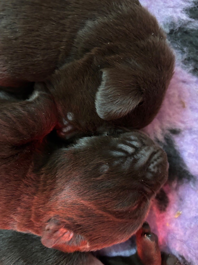 Du Domaine De Terrut - Chiots disponibles - Labrador Retriever