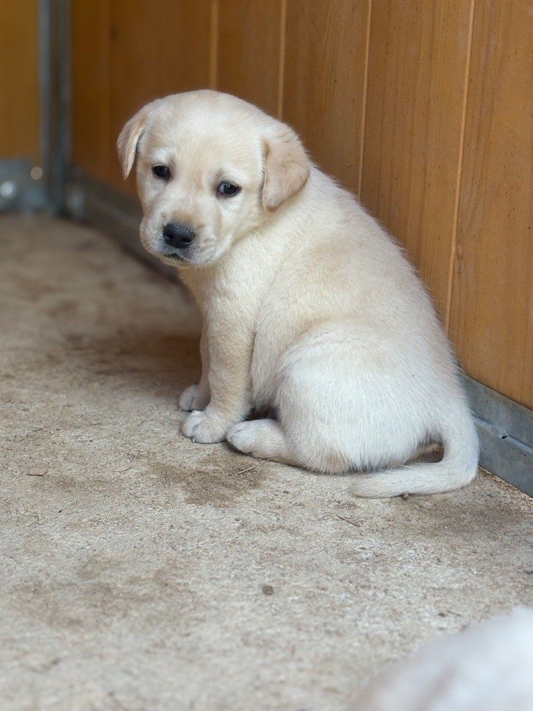Du Domaine De Terrut - Chiots disponibles - Labrador Retriever