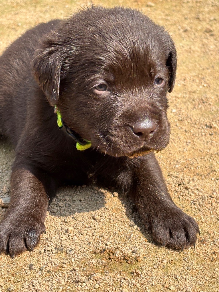 Du Domaine De Terrut - Chiots disponibles - Labrador Retriever