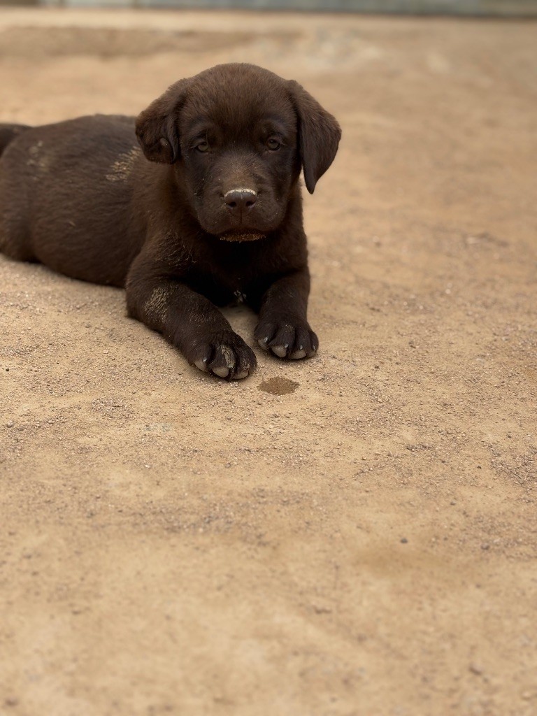 Du Domaine De Terrut - Chiots disponibles - Labrador Retriever
