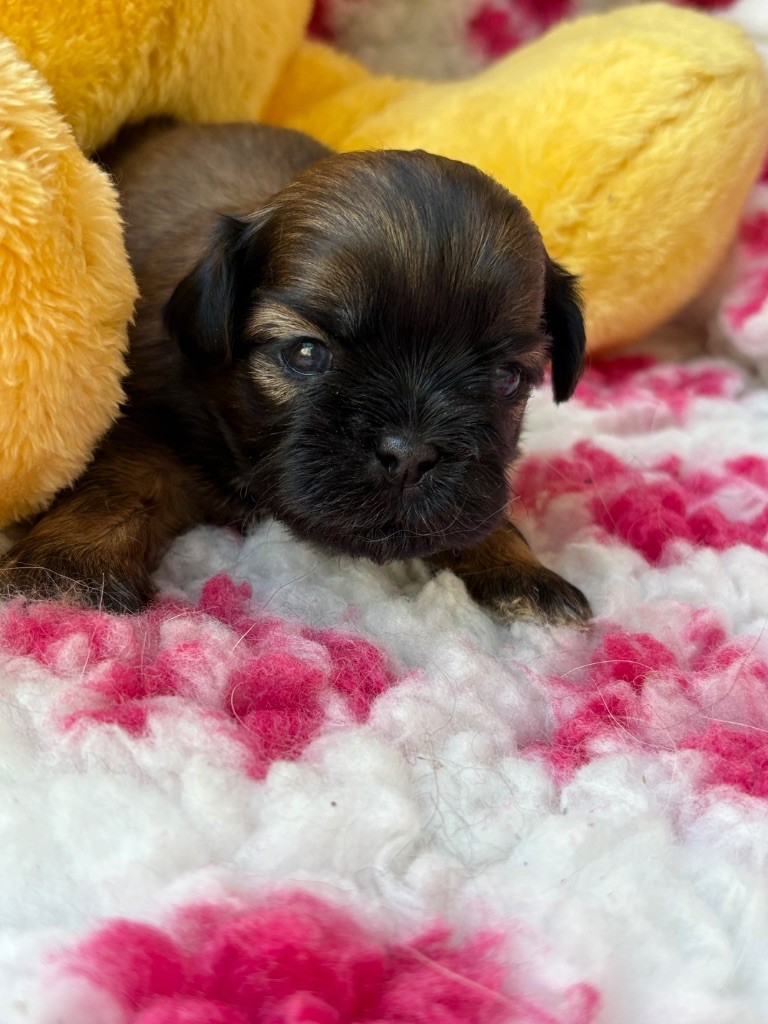 Du Domaine De Terrut - Chiots disponibles - Shih Tzu