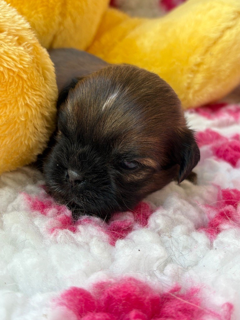 Du Domaine De Terrut - Shih Tzu - Portée née le 03/08/2025