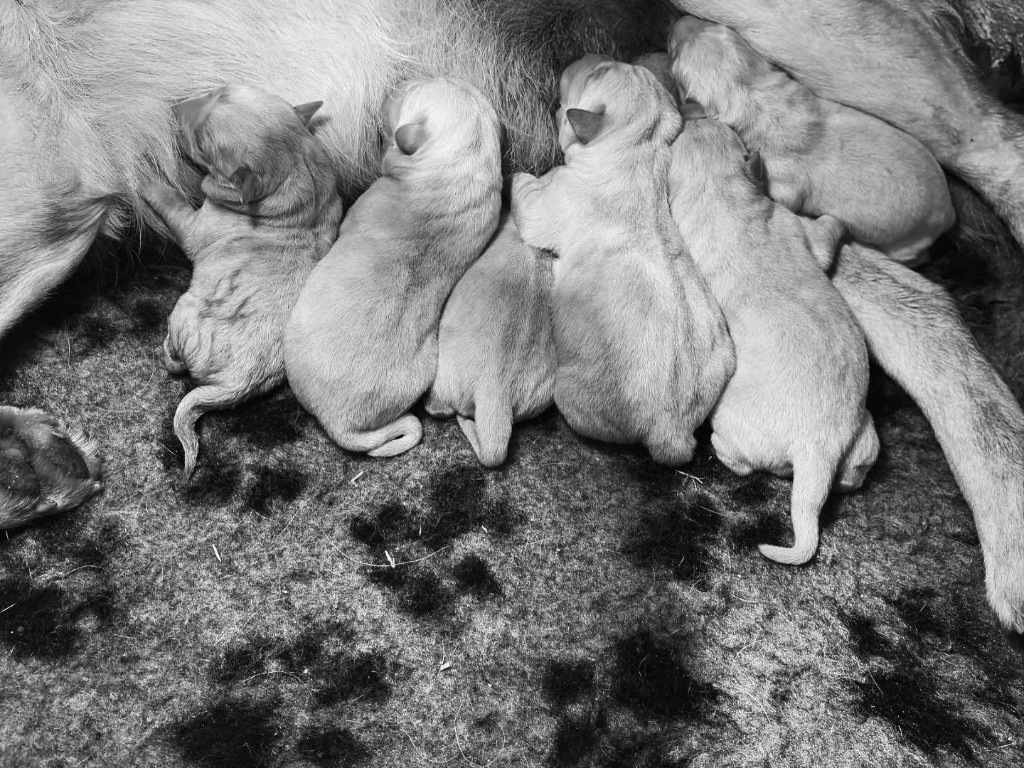 Chiot Labrador Retriever Du Domaine De Terrut