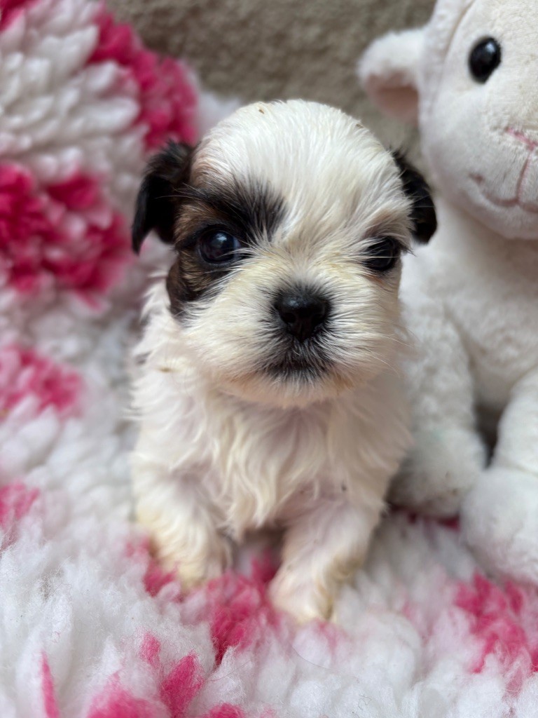 Du Domaine De Terrut - Chiots disponibles - Shih Tzu