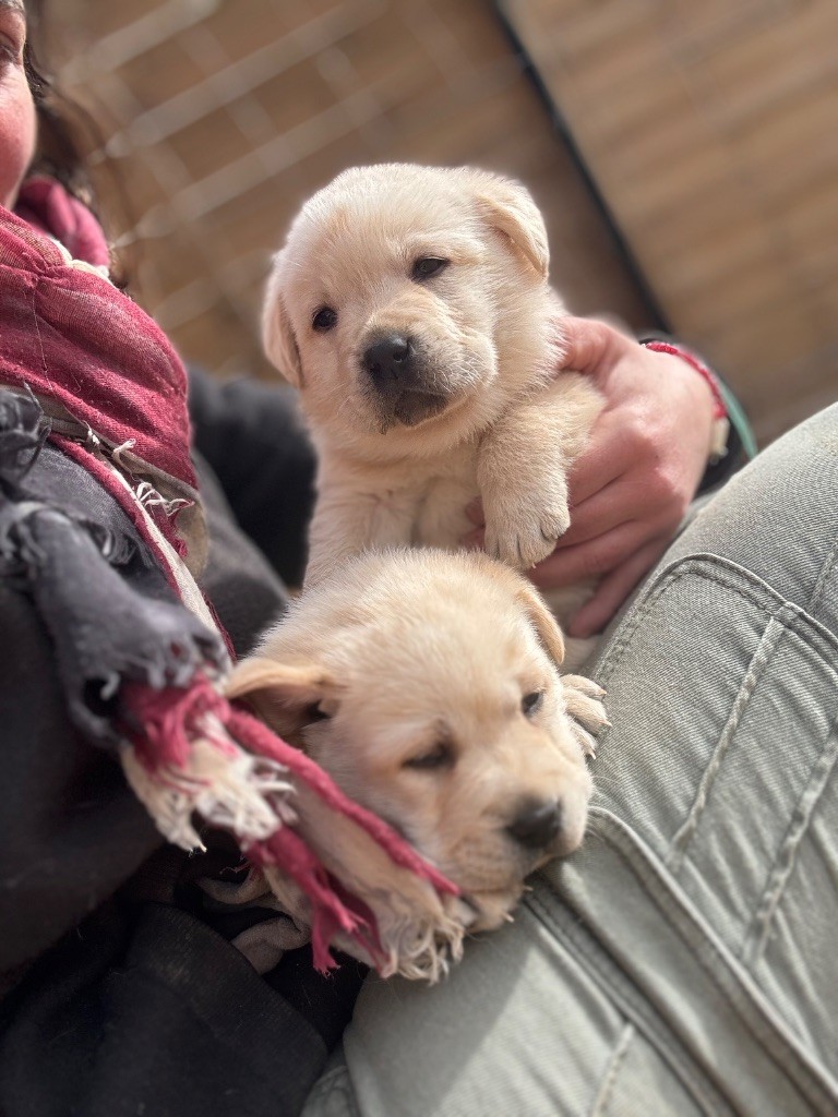 Du Domaine De Terrut - Chiots disponibles - Labrador Retriever