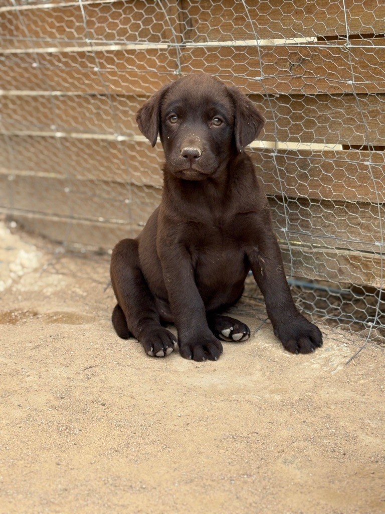 Du Domaine De Terrut - Chiots disponibles - Labrador Retriever