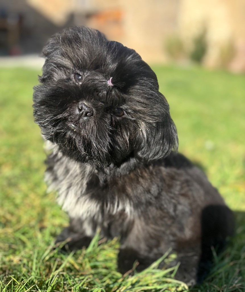 Du Domaine De Terrut - Chiots disponibles - Shih Tzu