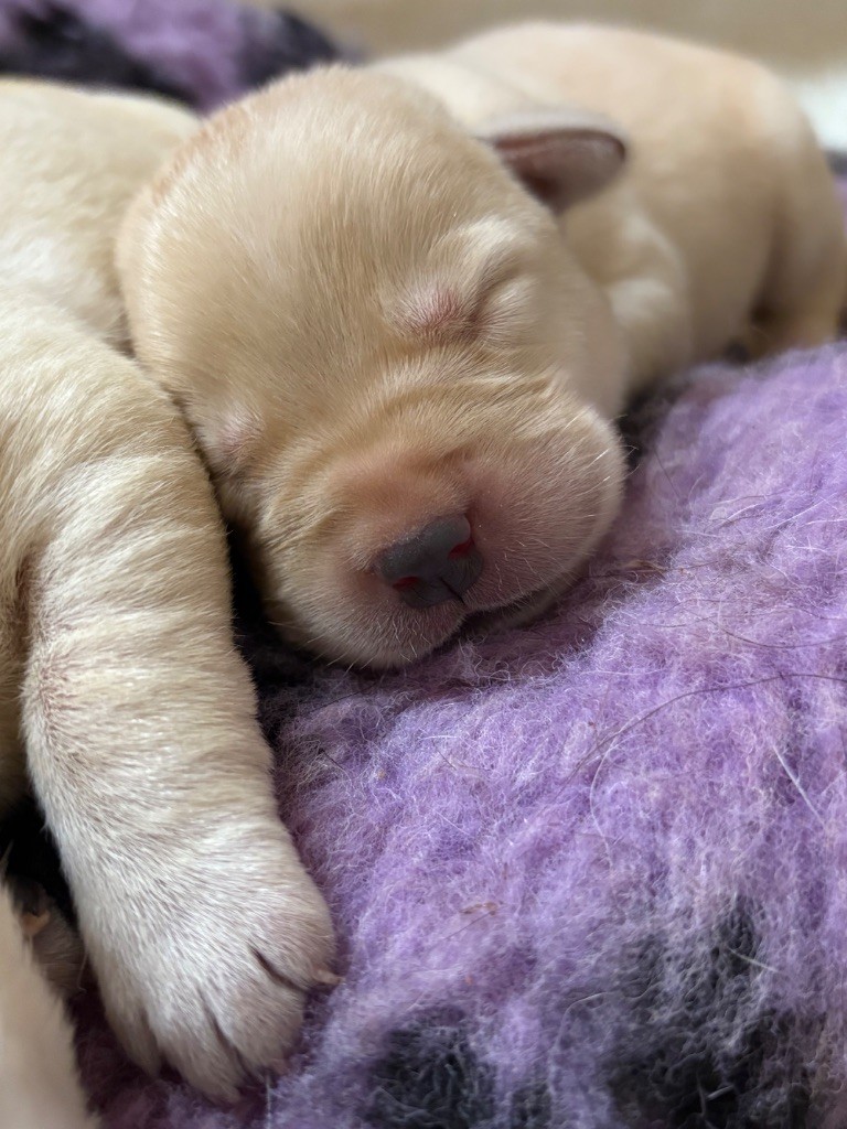 Du Domaine De Terrut - Chiots disponibles - Labrador Retriever