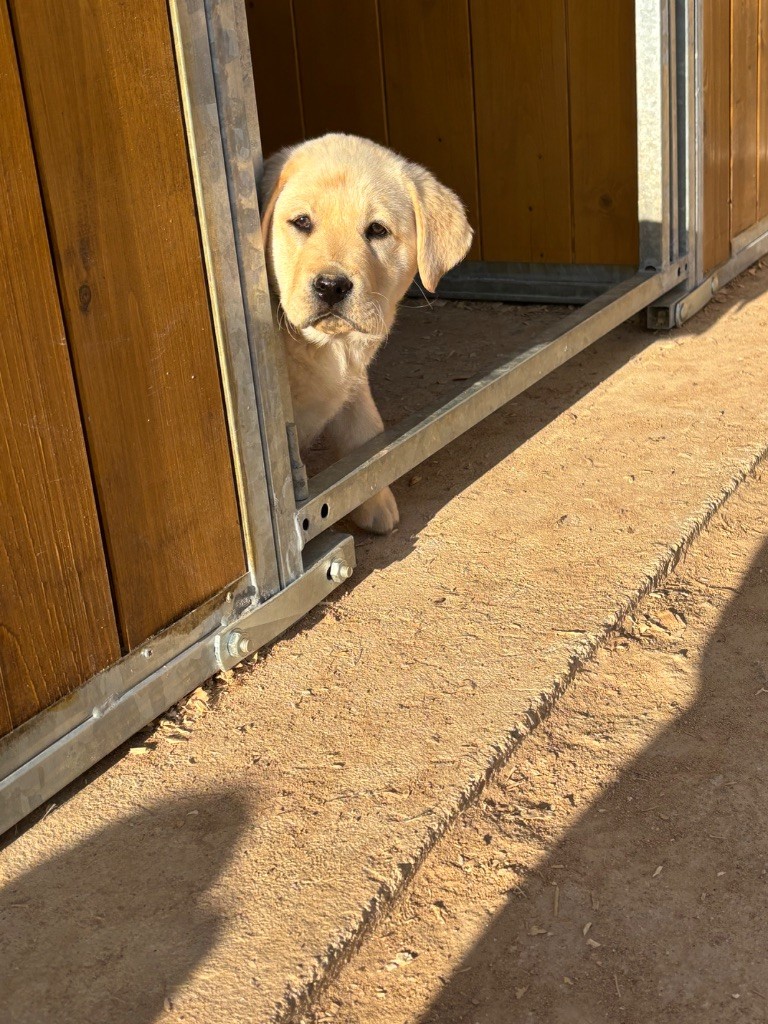 Du Domaine De Terrut - Chiots disponibles - Labrador Retriever