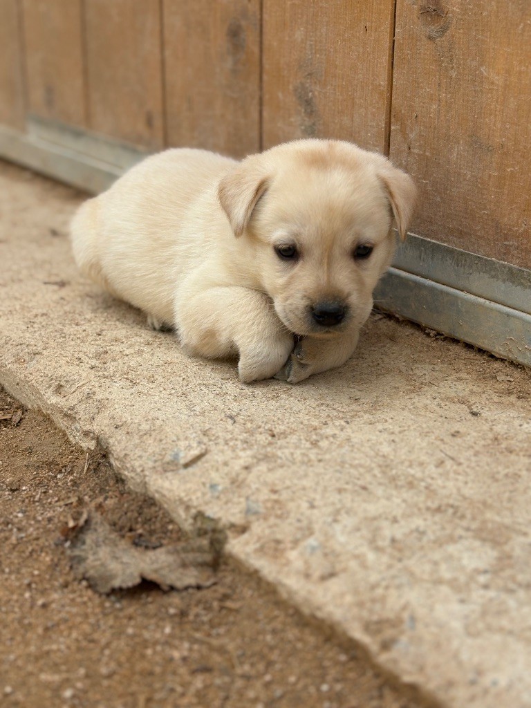 Du Domaine De Terrut - Chiots disponibles - Labrador Retriever