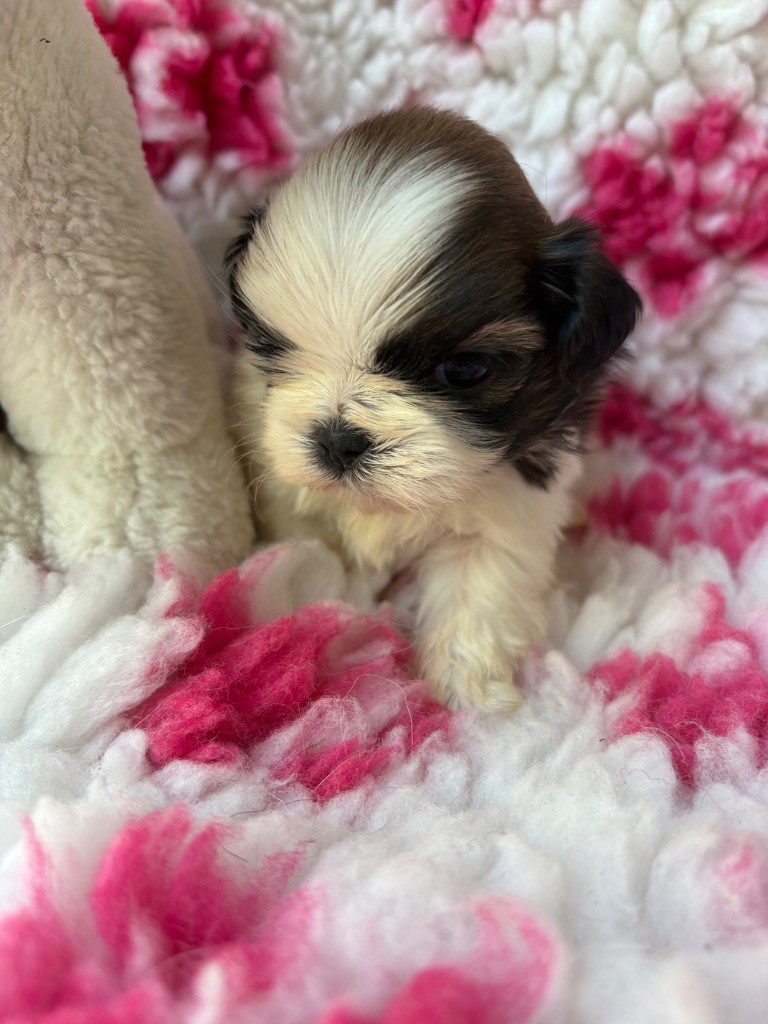 Du Domaine De Terrut - Chiots disponibles - Shih Tzu