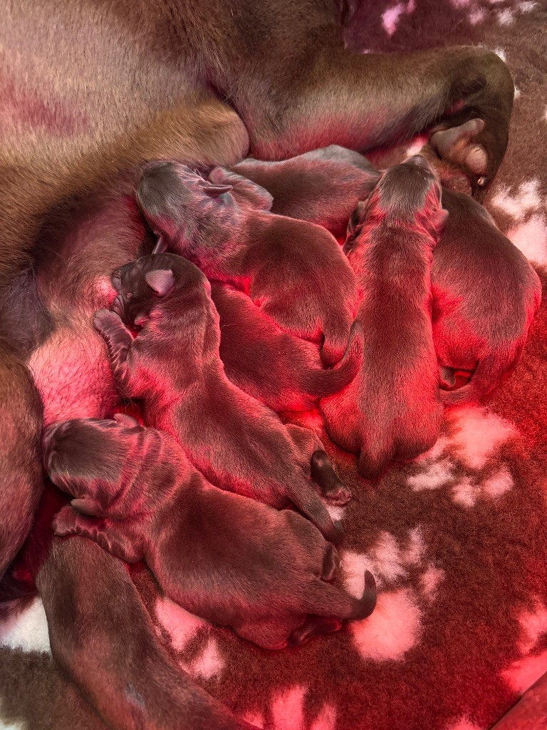 Du Domaine De Terrut - Labrador Retriever - Portée née le 10/02/2025