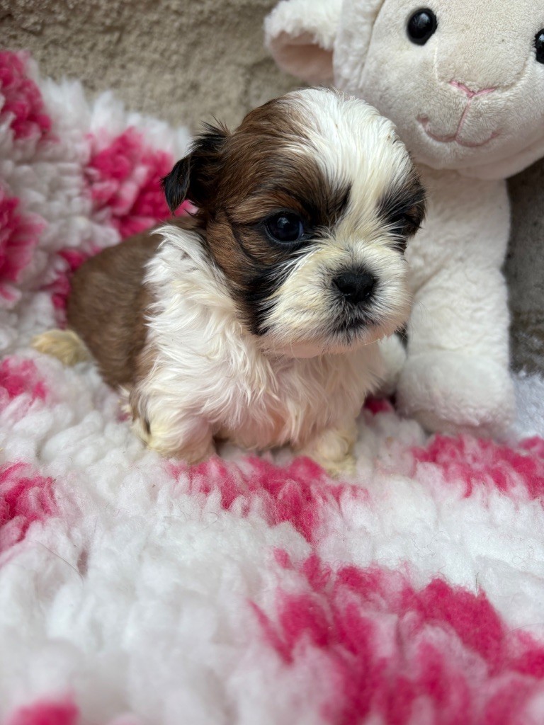 Du Domaine De Terrut - Chiots disponibles - Shih Tzu