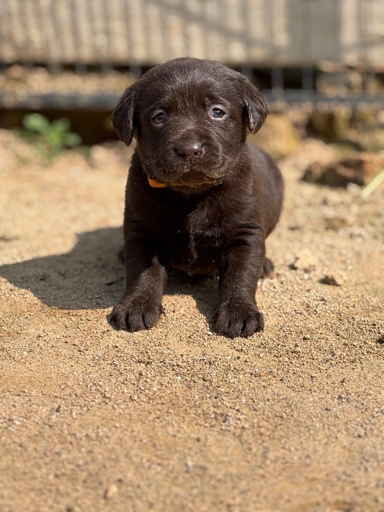 Du Domaine De Terrut - Chiots disponibles - Labrador Retriever