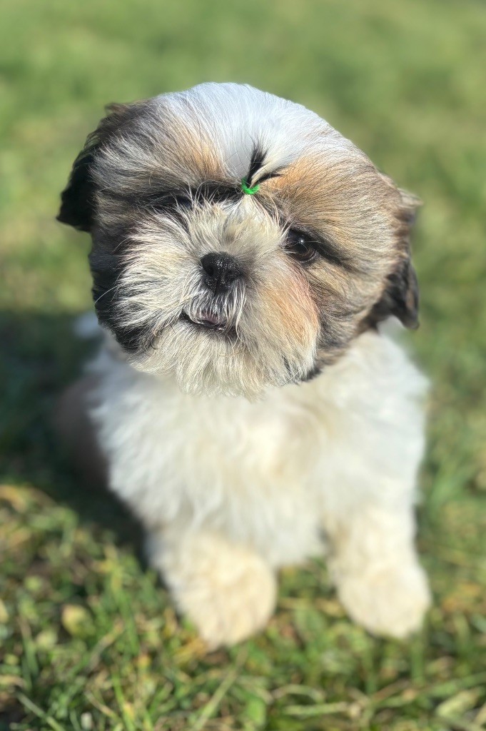 Du Domaine De Terrut - Chiots disponibles - Shih Tzu