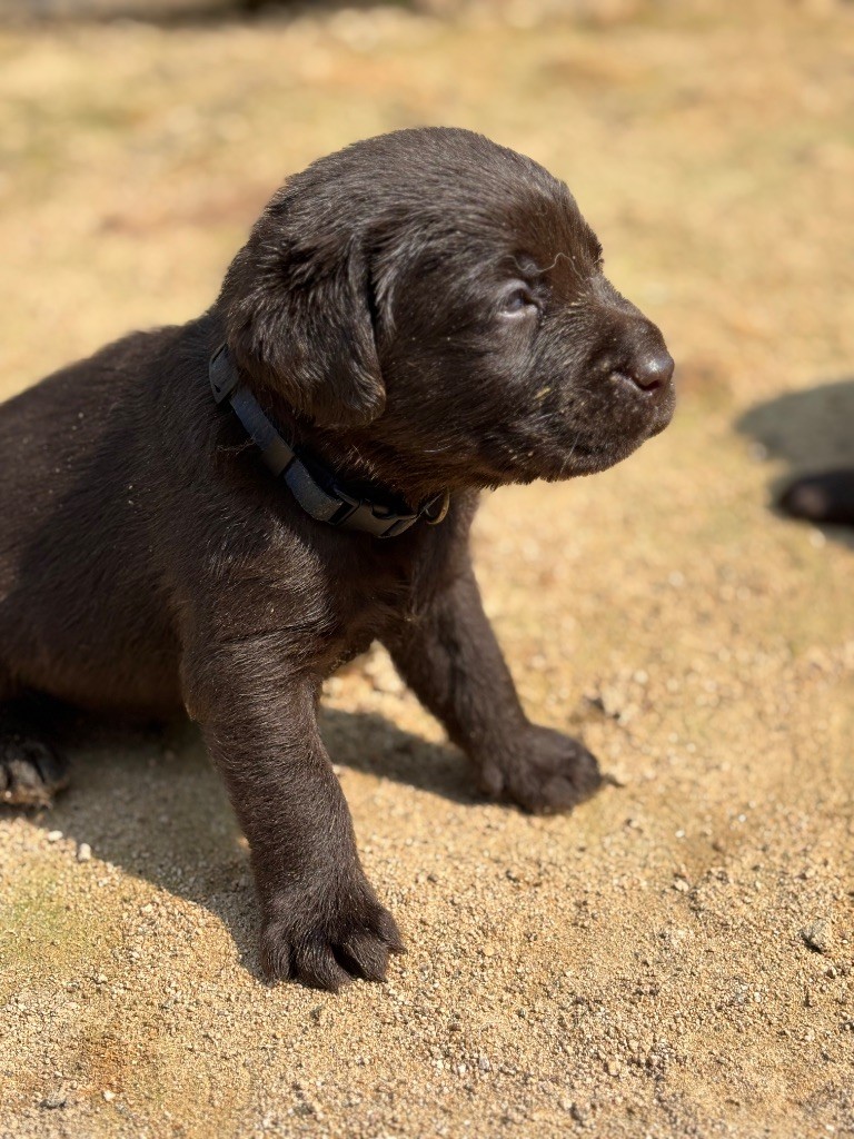 Du Domaine De Terrut - Chiots disponibles - Labrador Retriever