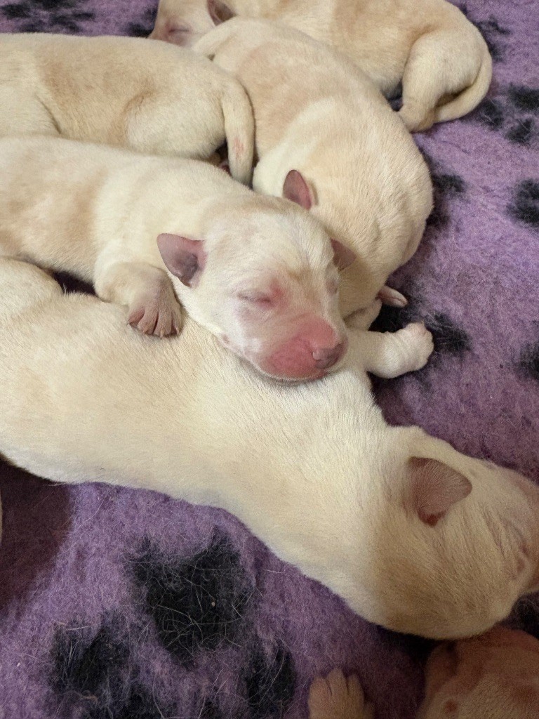 Du Domaine De Terrut - Chiots disponibles - Labrador Retriever
