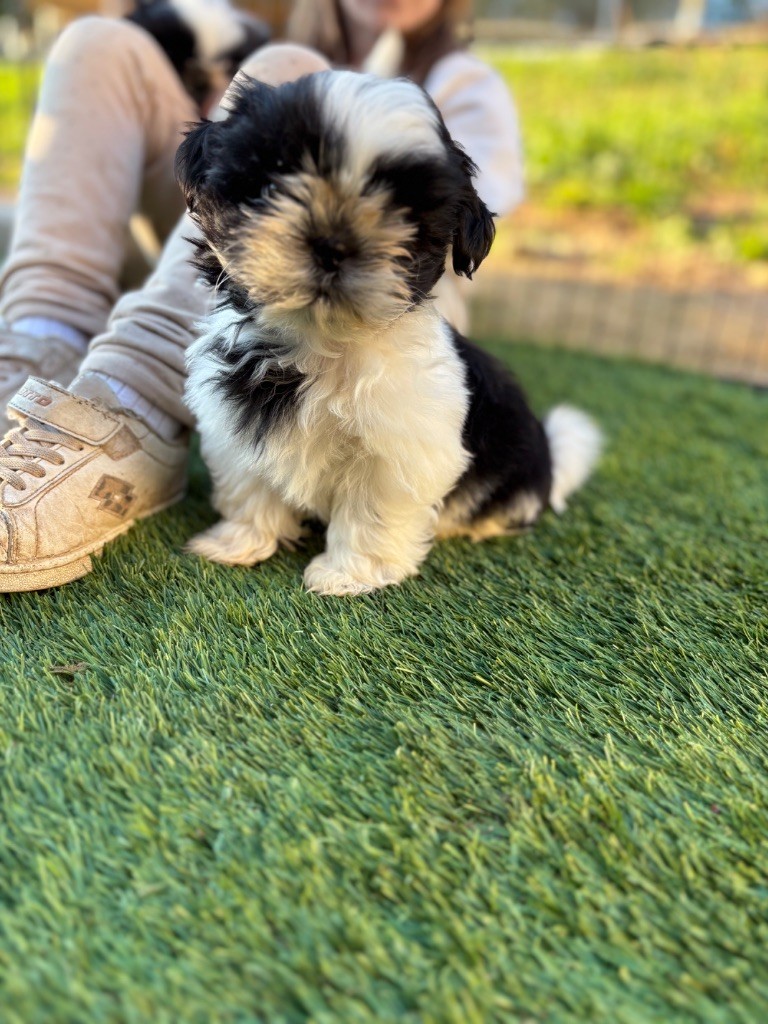 Du Domaine De Terrut - Chiots disponibles - Shih Tzu