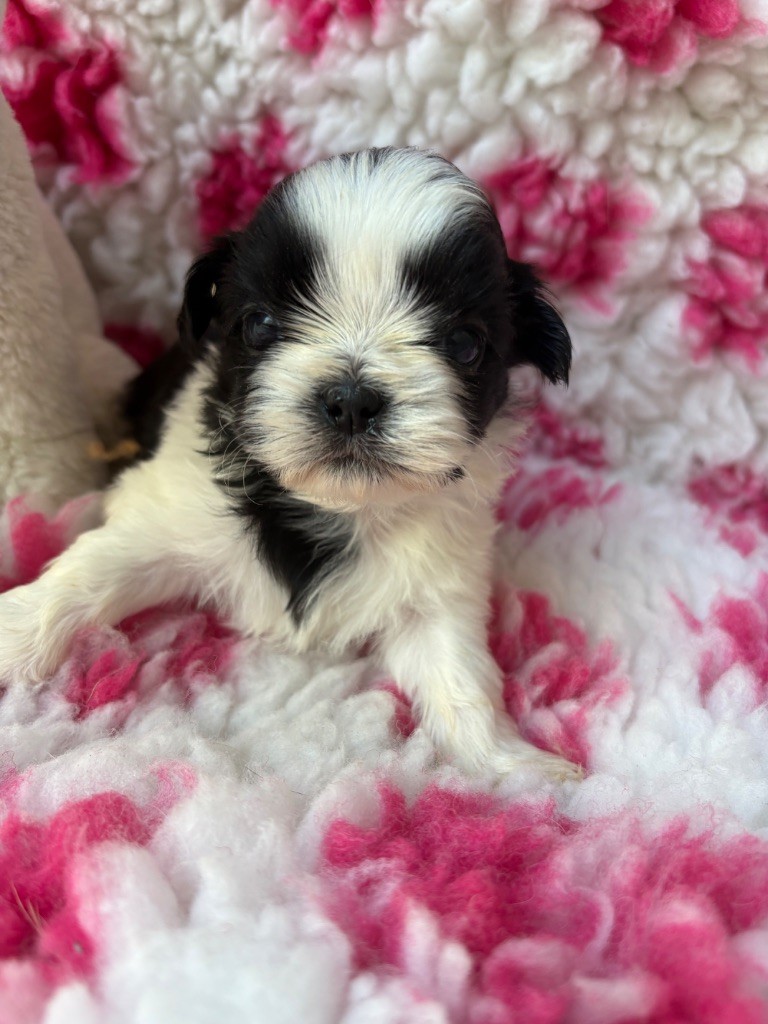 Du Domaine De Terrut - Chiots disponibles - Shih Tzu