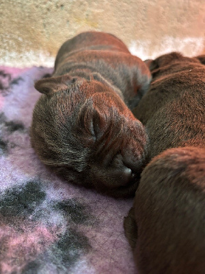 CHIOT 6