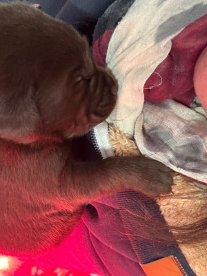 CHIOT 2