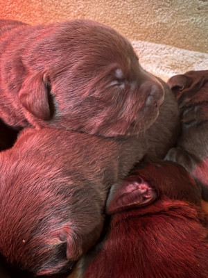 CHIOT 4