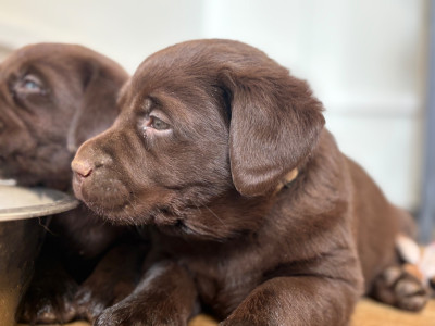 CHIOT 3