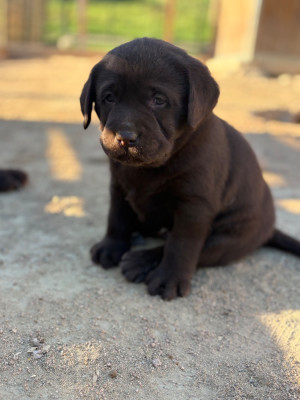 CHIOT 5
