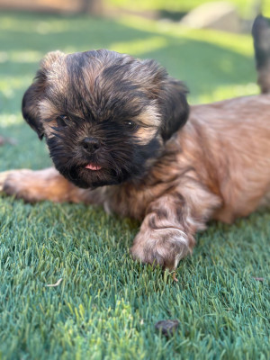CHIOT 4