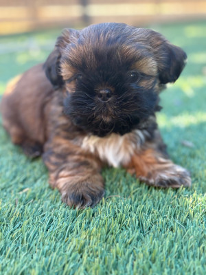 CHIOT 3