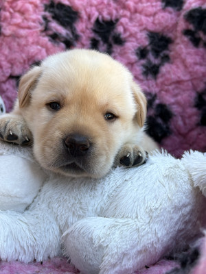 Chiot N°3