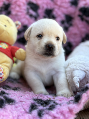Chiot N°4