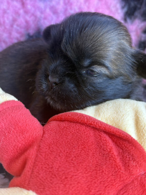 Chiot N°1
