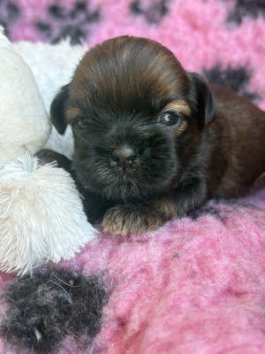 Chiot N°2