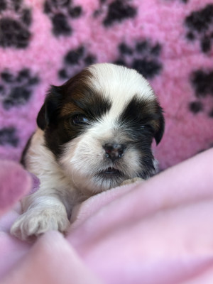 Chiot N°3