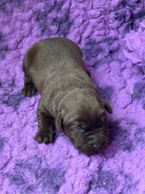 CHIOT 1