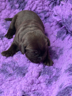 CHIOT 2