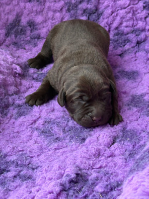 CHIOT 3