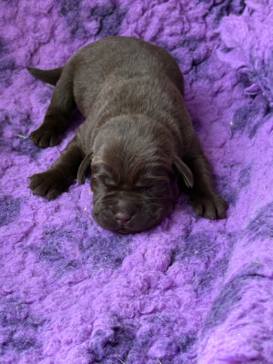 CHIOT 4