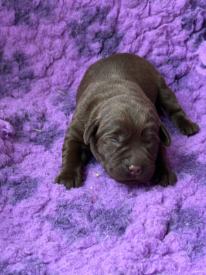 CHIOT 5